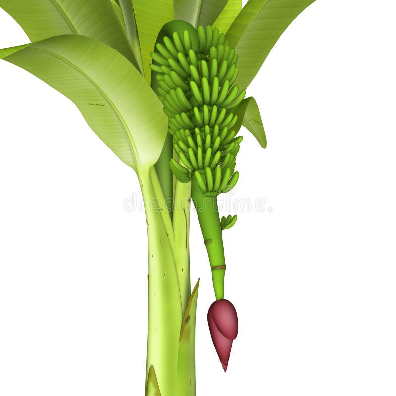 Banana tree