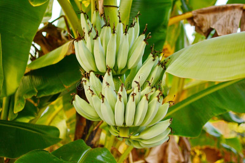 Banana Tree. Banana Flower. Banana Leaf. Banana Plant. Banana Fruit