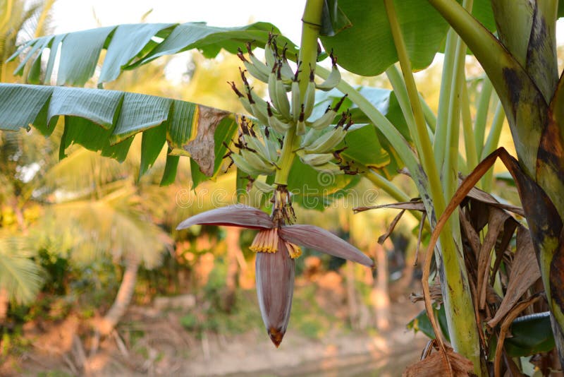 Banana Tree. Banana Flower. Banana Leaf. Banana Plant. Banana Fruit