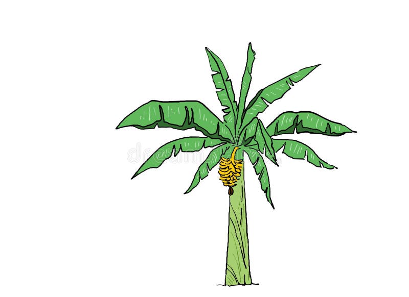 Banana Tree Illustration Stock Illustrations – 26,733 Banana Tree Illustration Stock Illustrations, Vectors & Clipart - Dreamstime Banana Tree Illustration Stock Illustrations – 26,733 Banana Tree Illustration Stock Illustrations, Vectors & Clipart - Dreamstime