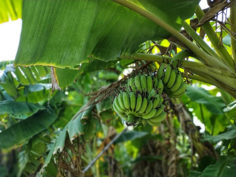 Banana tree stock photo. Image of tree, banana, house 135545236