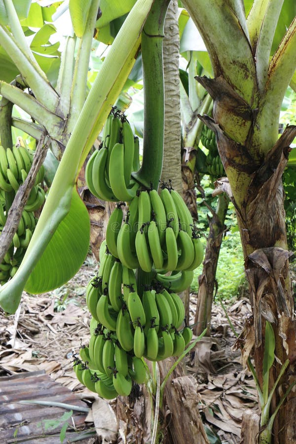Banana Tree with Banana Fruit in Vietnam Stock Photo Image of leaf