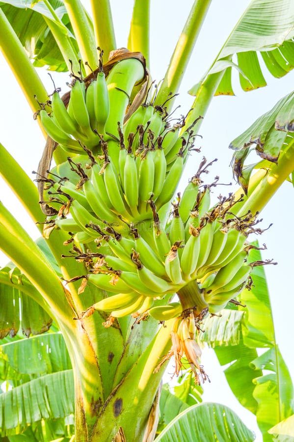 Banana tree