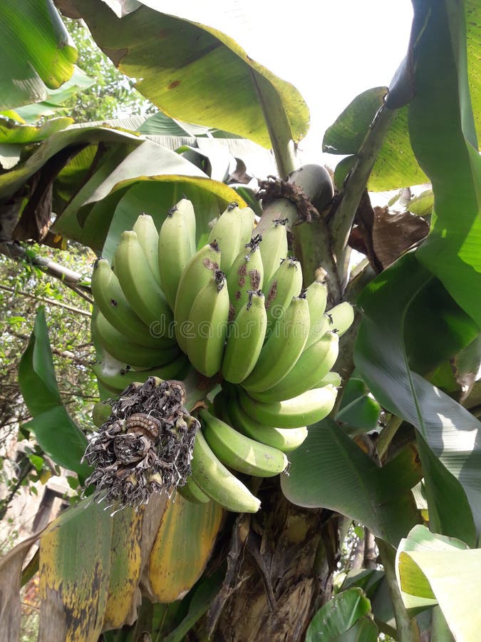 Banana on banana tree stock photo. Image of decorative 178755706