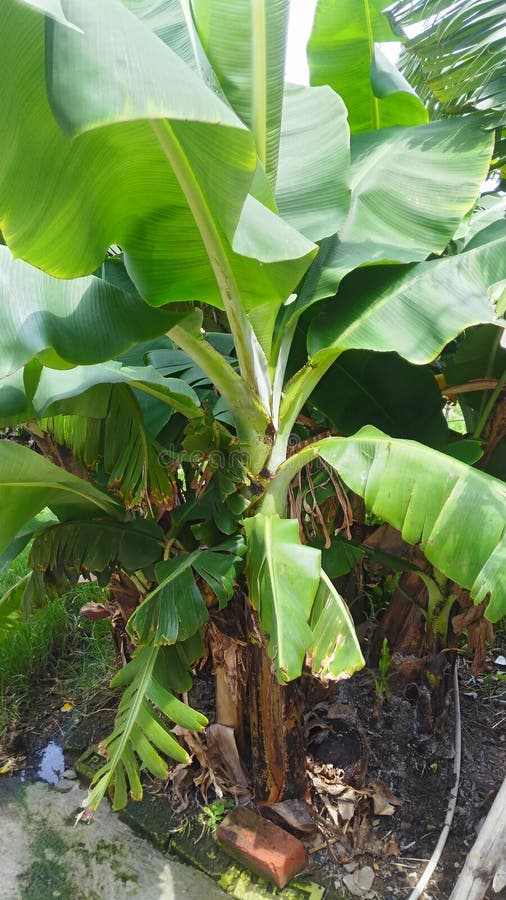 The Banana tree