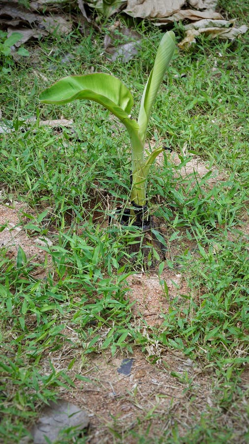 Baby Banana tree stock image. Image of grass, green 100575517