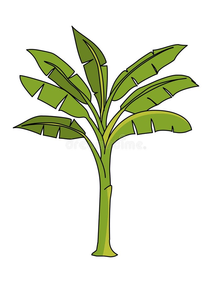 Banana Tree Cartoon for You Design Stock Illustration - Illustration of isolated, botany: 73388317 Banana Tree Cartoon for You Design Stock Illustration - Illustration of isolated, botany: 73388317