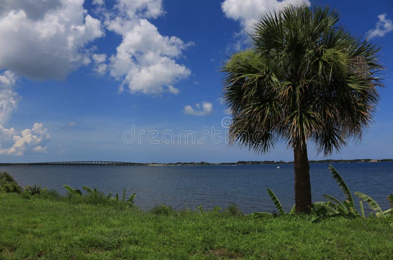Banana Tree and Palm Tree on River Side in Melbourne, FL Stock Image