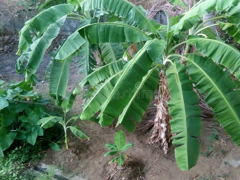 Banana tree