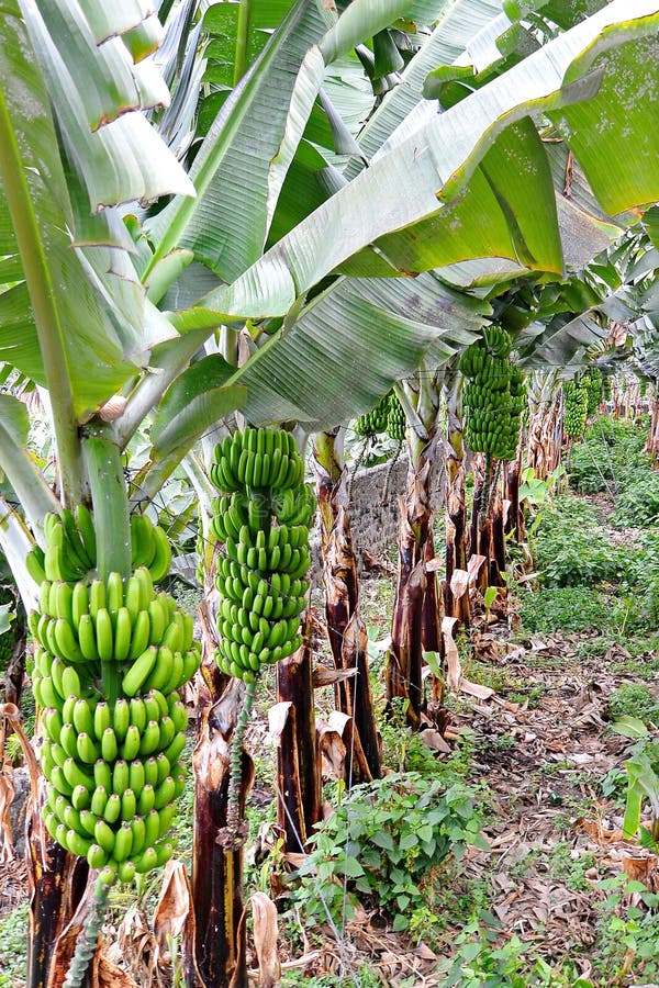 Banana tree plantation stock image. Image of breeze, cultivation 84014119