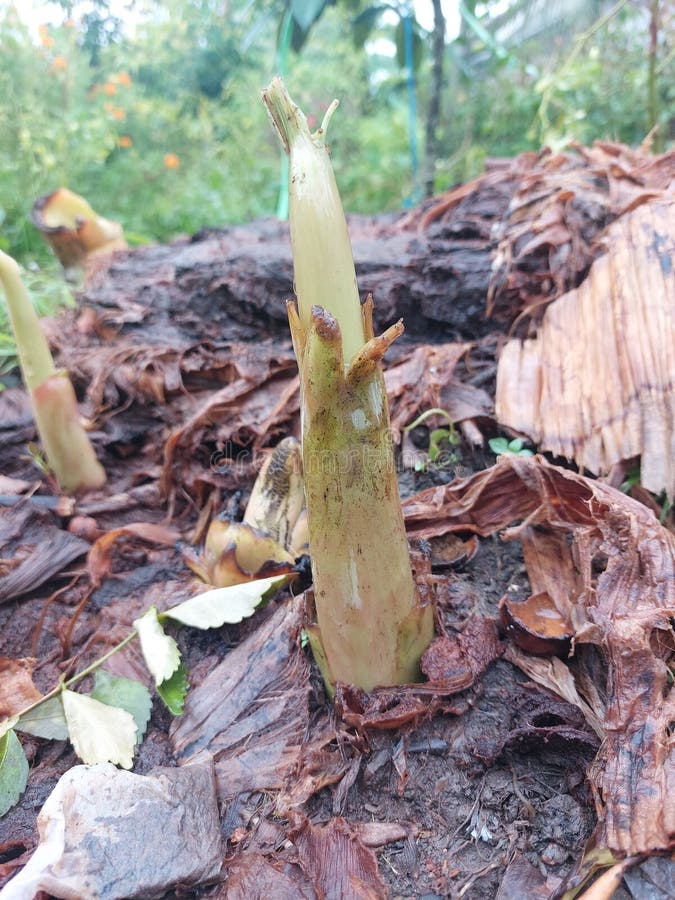 Banana tree shoots stock photo. Image of forest, wood 271187266