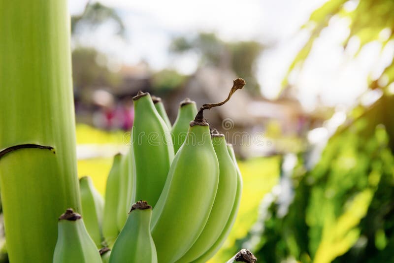 Banana on tree at sunlight stock photo. Image of close 268238668