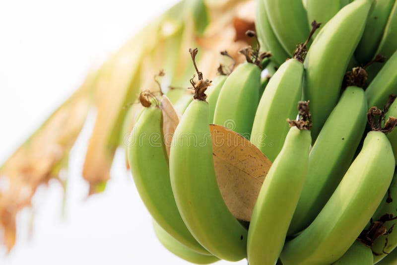 Banana on Tree with Sunlight Stock Photo Image of healthy, food