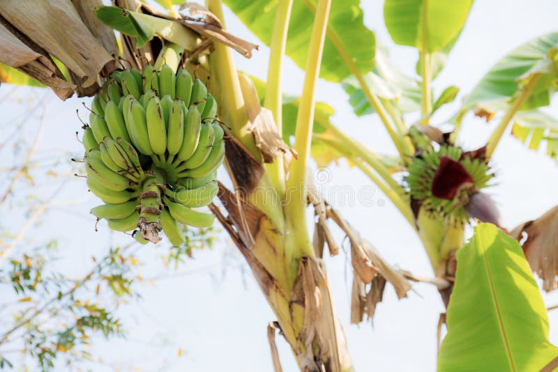 Banana on tree at sunlight stock image. Image of forest 158616103