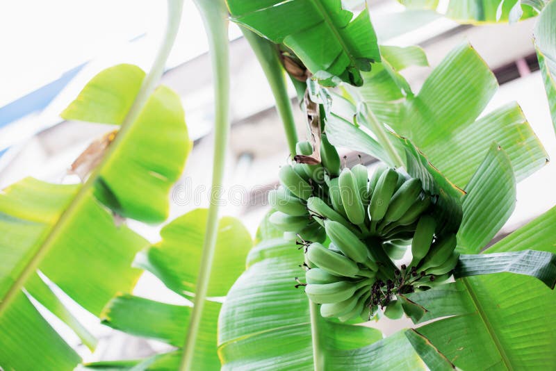 Banana on Tree with Sunlight Stock Image Image of environment