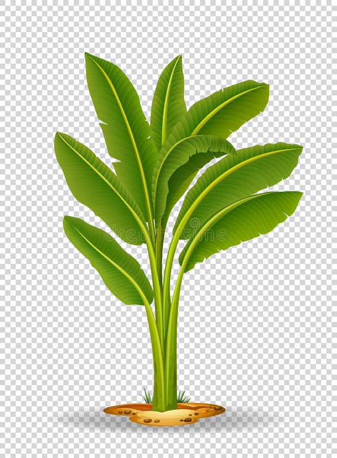 Banana Tree On Transparent Background Stock Vector - Illustration of ...