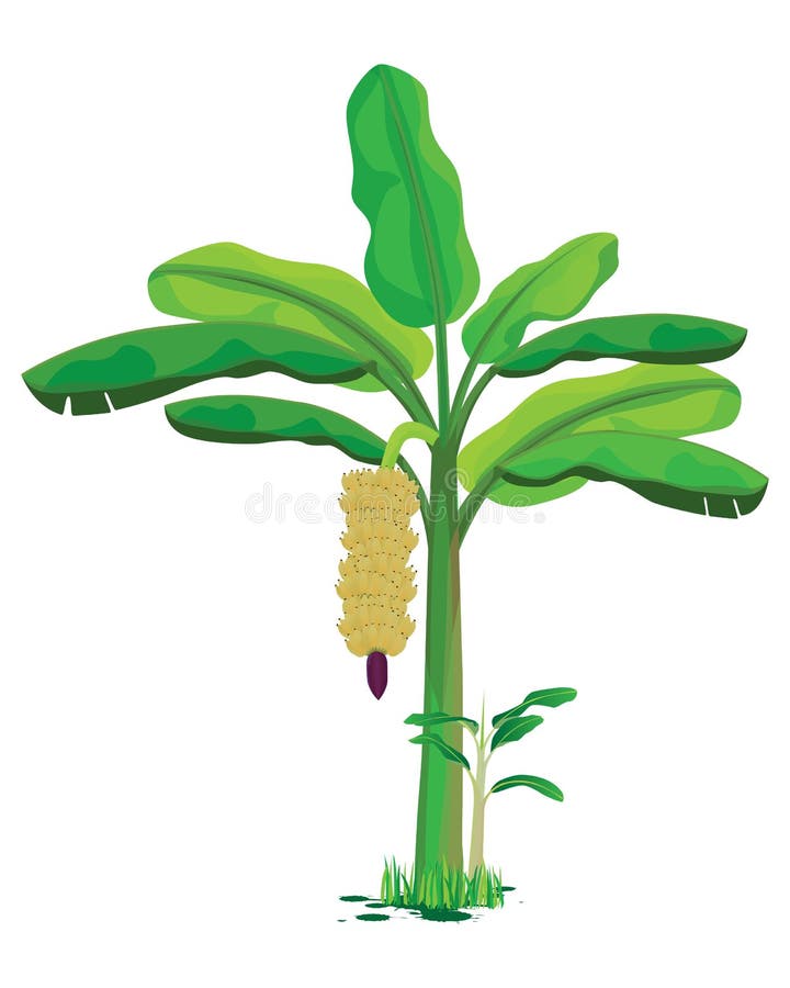 Featured image of post Banana Tree Picture Drawing