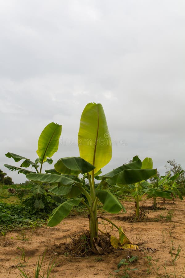 Banana trees stock image. Image of growing, climate, country 45963545
