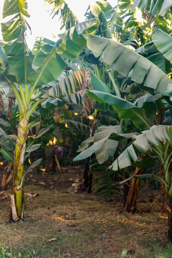 Banana Trees Growing on Banana Plantation Stock Image Image of branch