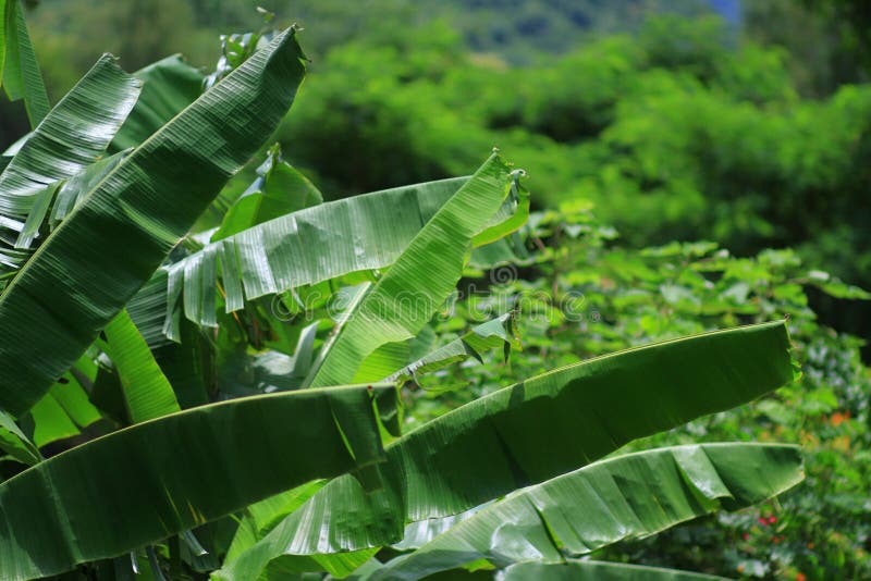 Banana Trees in the Jungle. Stock Image Image of jungle, nature 96804981