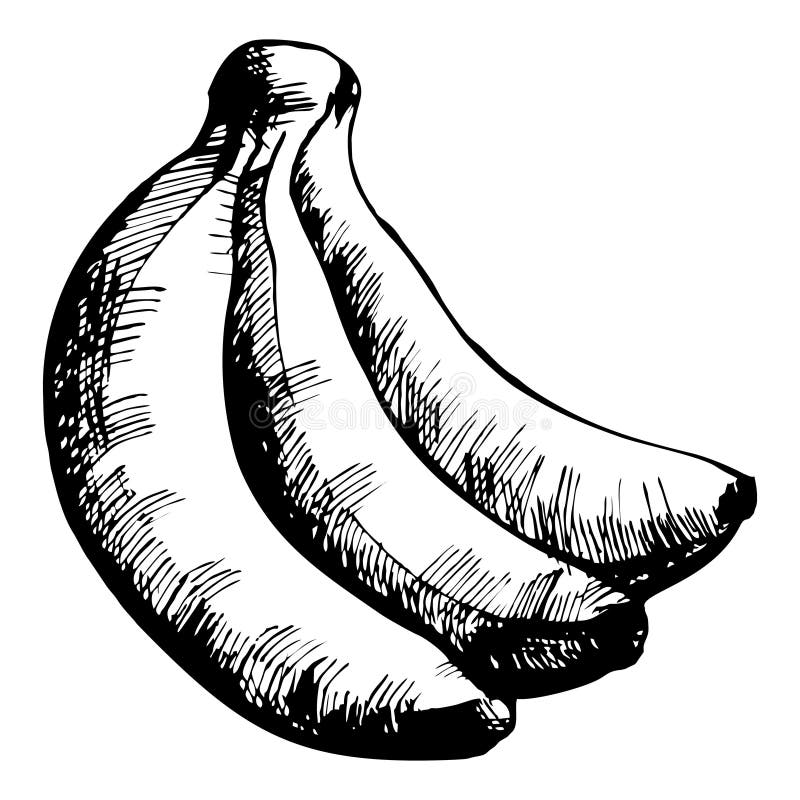 Banana stock vector. Illustration of drawing, white, bunch - 35846061