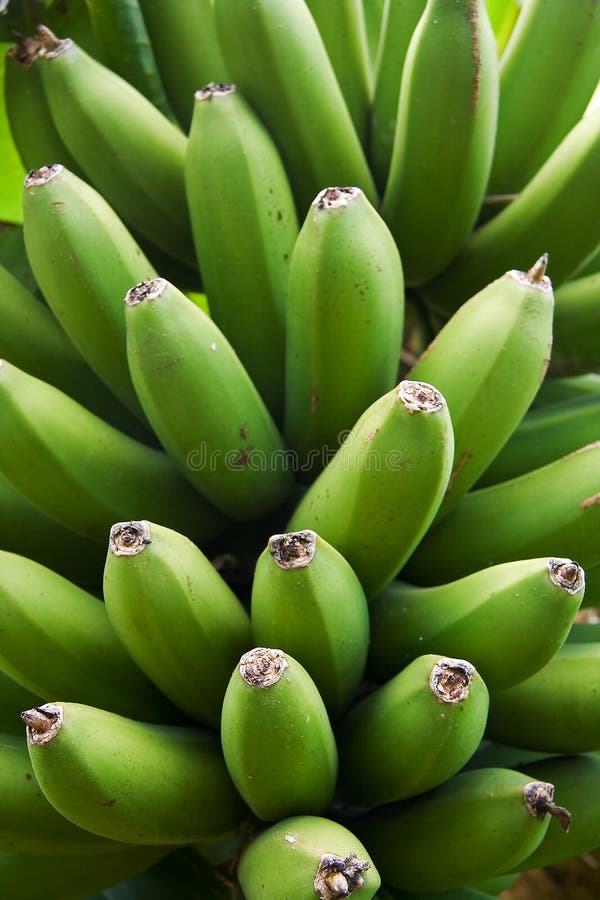 Banana verde foto de stock royalty free Banana verde foto de stock royalty free