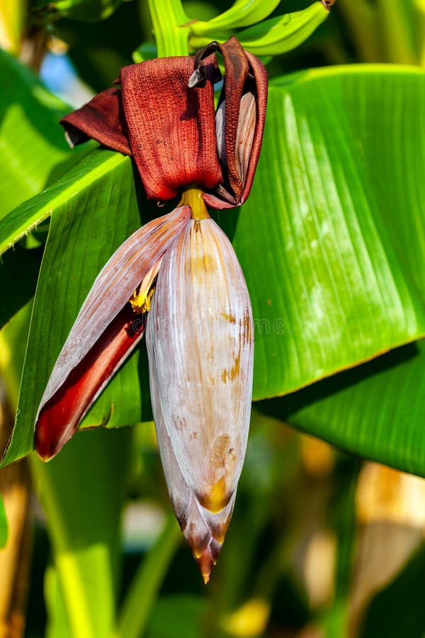 Bananas and Banana Flower on Tree Stock Image Image of agriculture