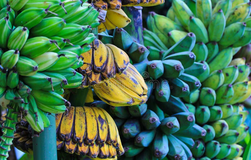 Bananas stock photo. Image of market, grow, ecuador, farming 42004594