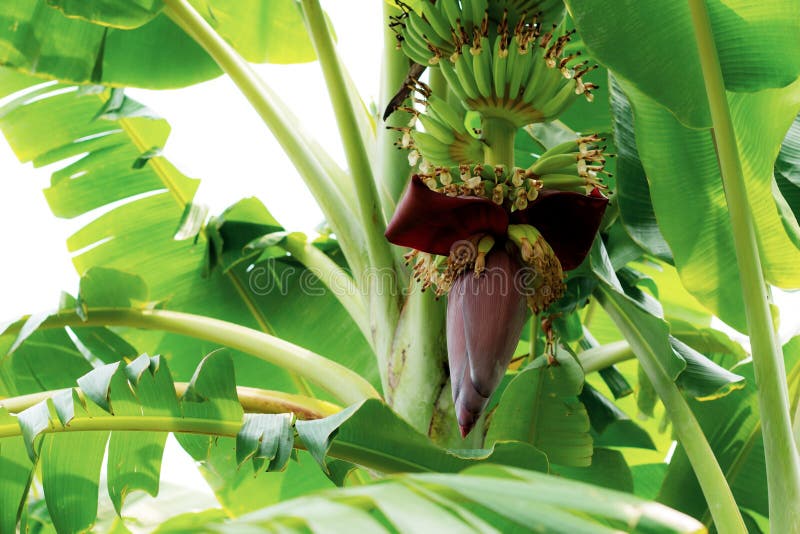 Bananas Growing with Natural. Stock Image Image of organic