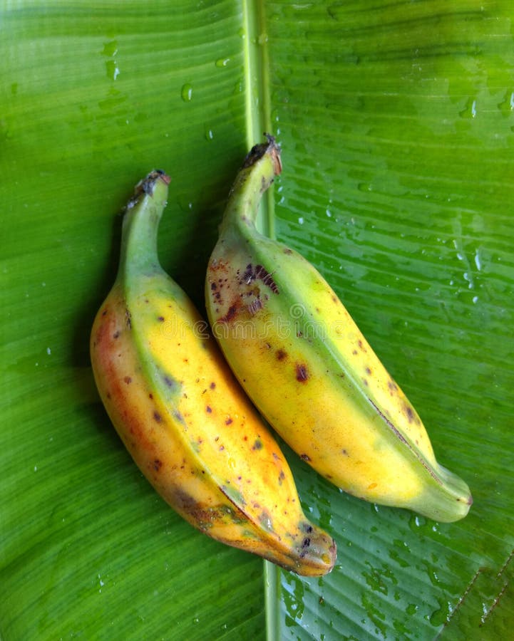 Bananas on Leaf. Typical Fruit of Guatemala Stock Photo - Image of ...