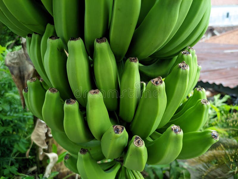 Banana visual data 7