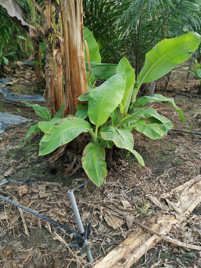 Banana Tree Sprouting Stock Photos - Free &amp; Royalty-Free Stock Photos ...