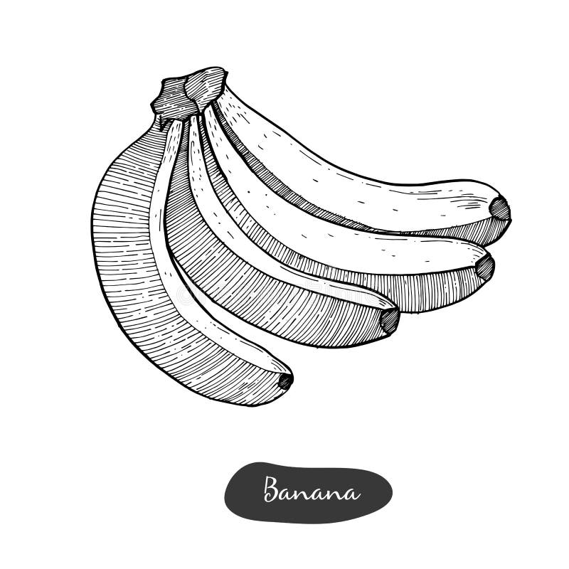 Isolated sketch of bananas stock illustration. Illustration of banana ...