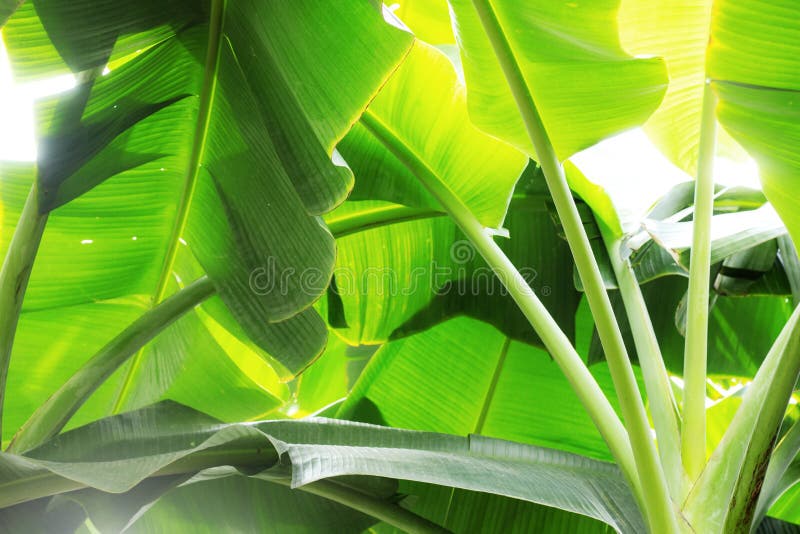Bananas tree at sky stock image. Image of greenhouse 172850913