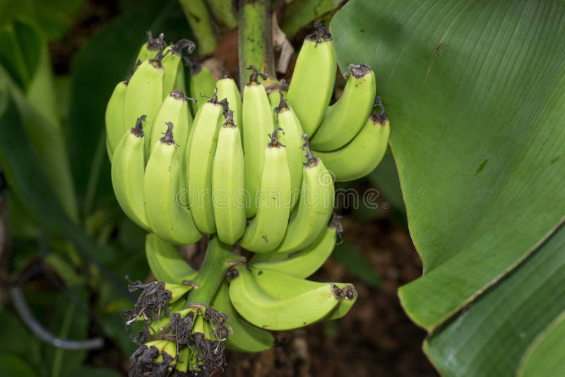 Bananas on tree stock image. Image of exotic, banana 48130227