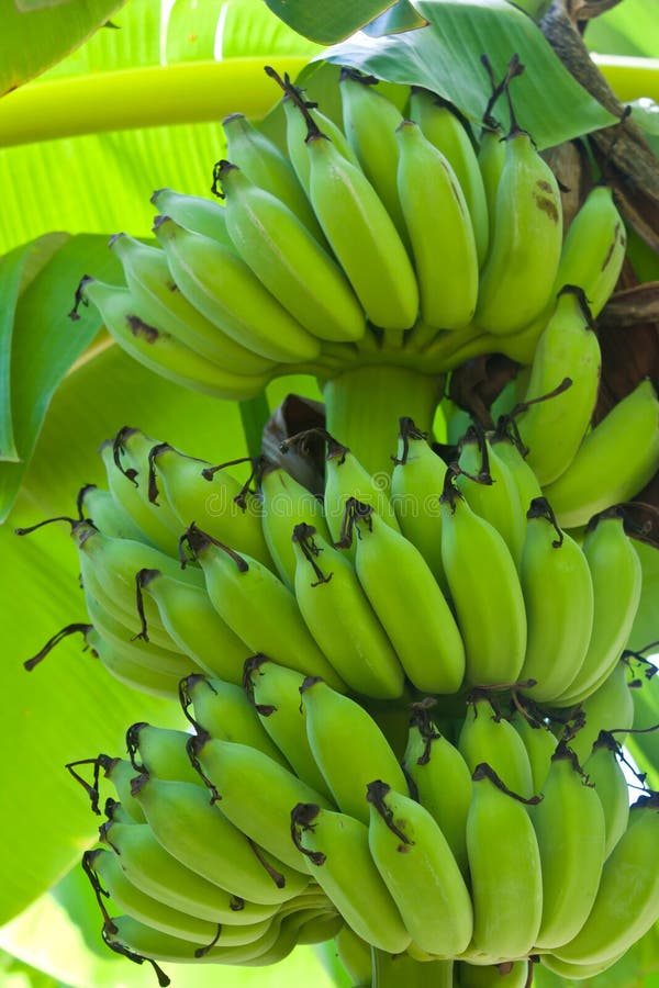 Banane auf Baum im Garten stockfoto. Bild von blüte
