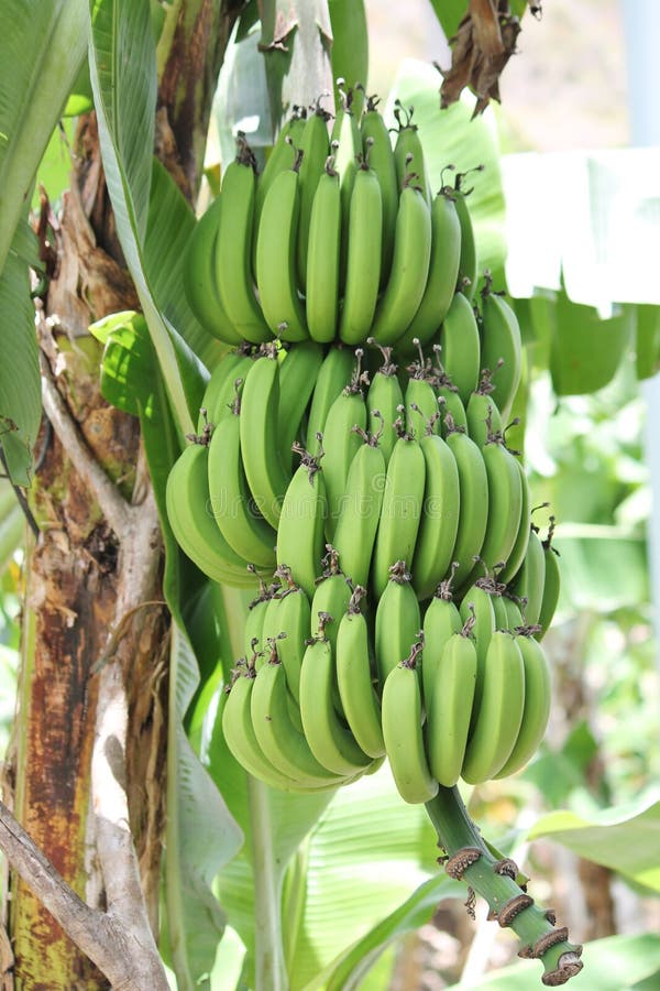 Banane Von Rohem Sind Auf Baum Wachsend Stockbild Bild von hängen