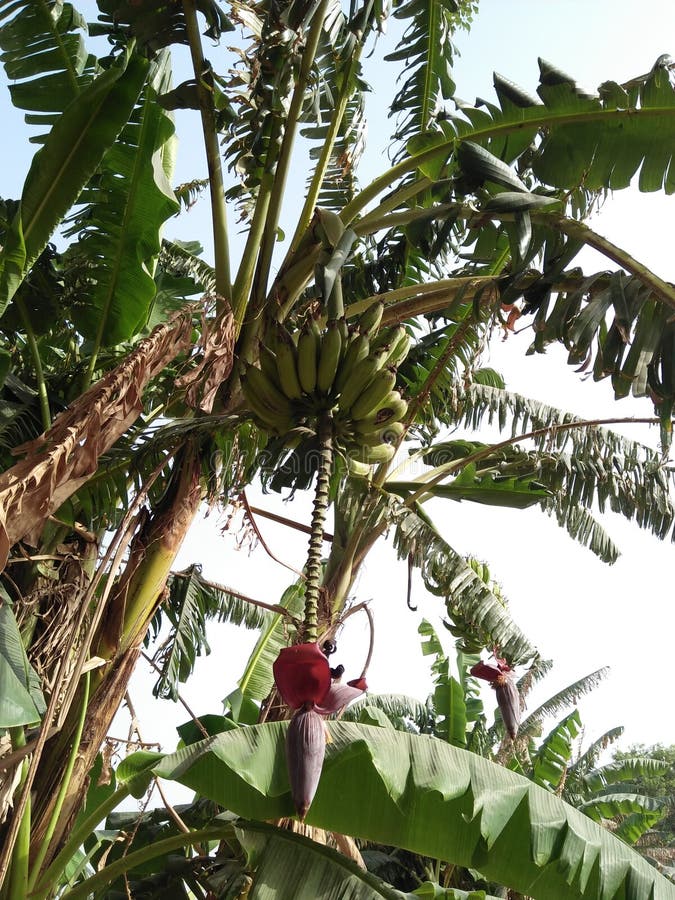 BANANE /MUSA ACUMINATA, PLANTAIN Photo stock Image du cheminée