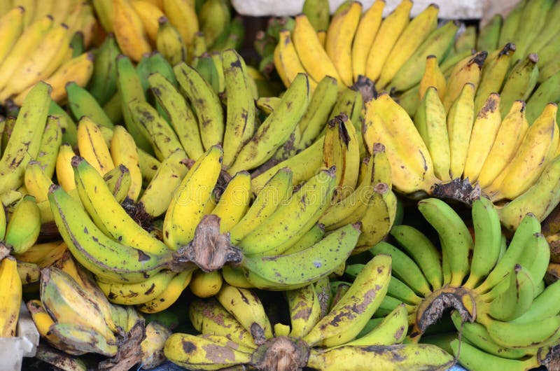 Banane verdi e gialle fotografie stock Banane verdi e gialle fotografie stock
