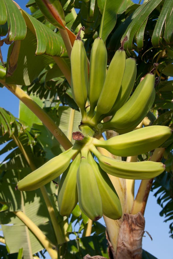 Bananen, Die Auf Baum Wachsen Stockfoto Bild von farbe, banane 16476282