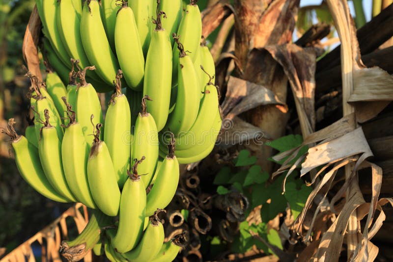 Bananen wachsen auf Baum stockfoto. Bild von nahrung 93957722