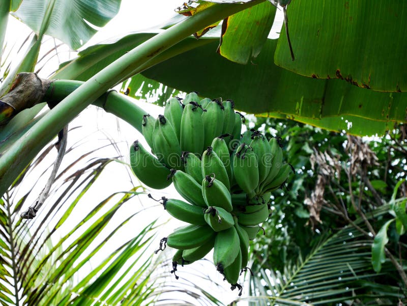 Bananen Auf Dem Baum Im Garten Stockfoto Bild von nave