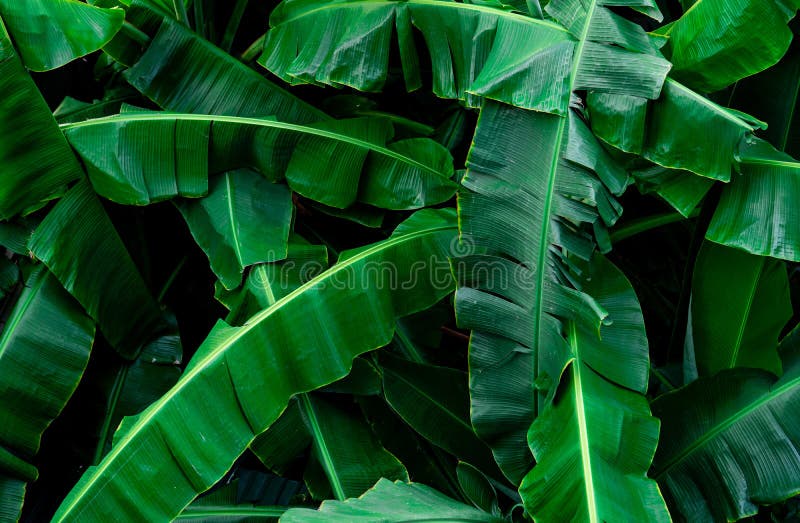 Bananengrün lässt Beschaffenheitshintergrund Bananenblatt in den tropischen Waldgrünblättern mit schönem Muster im tropischen Dsc