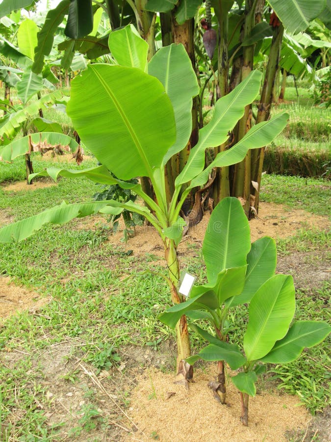 Bananenstauden im Garten stockfoto. Bild von nave