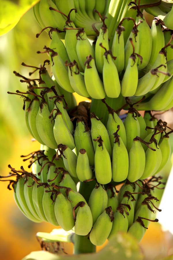 Bananer samlar ihop green