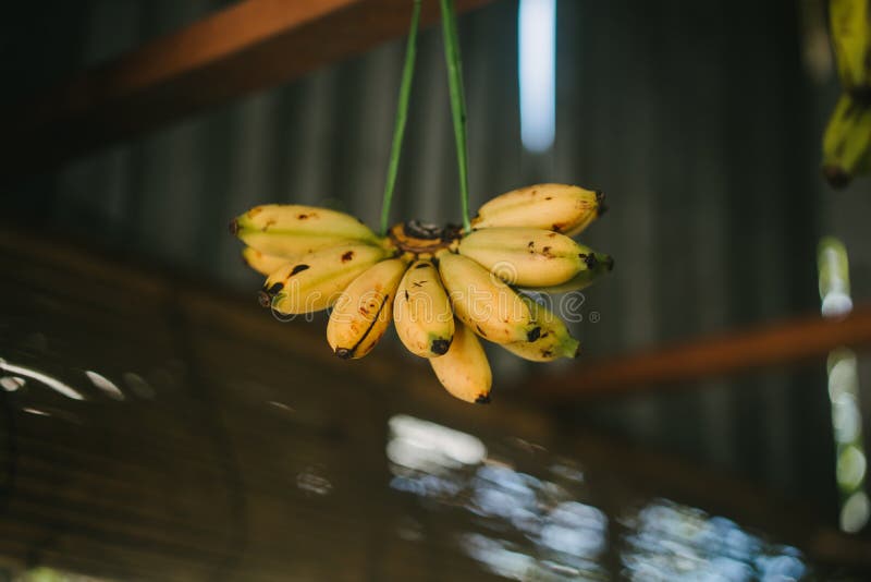 bananes accrochant dans le fil photographie stock libre de droits bananes accrochant dans le fil photographie stock libre de droits