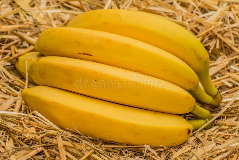 Bananes organiques, †latin « musa Fruits de banane sur le fond naturel de paille photos libres de droits Bananes organiques, †latin « musa Fruits de banane sur le fond naturel de paille photos libres de droits