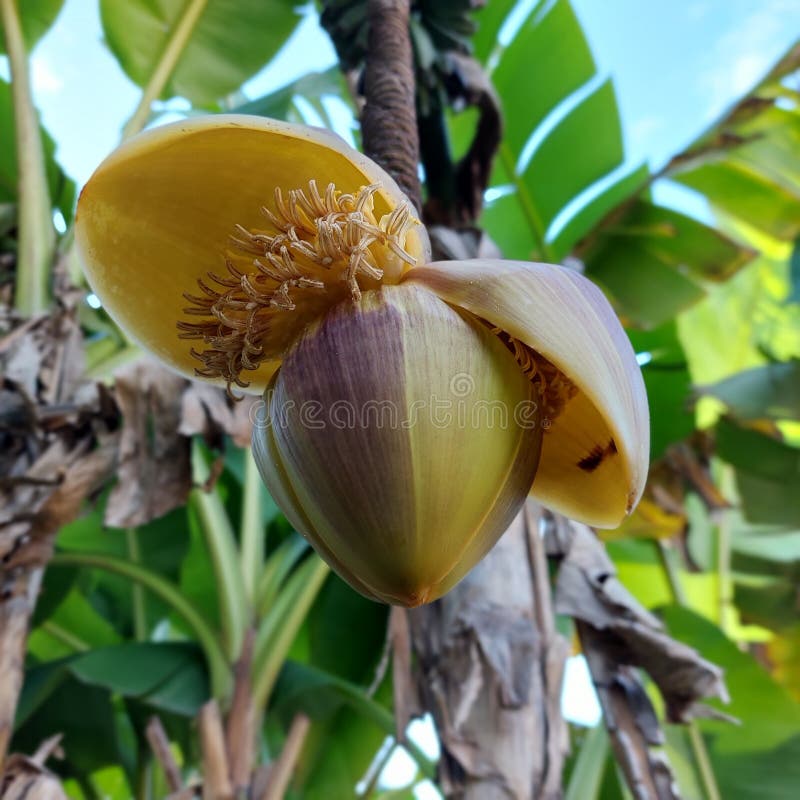 Banangrenen i släktet malus fotografering för bildbyråer