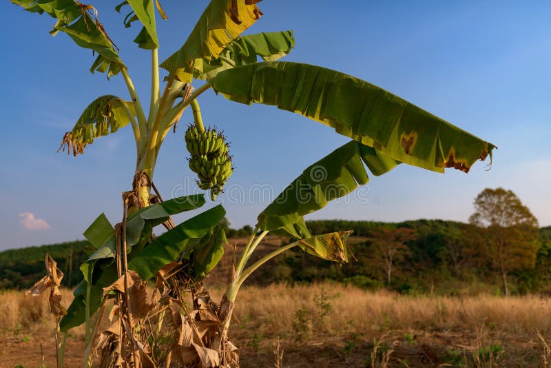 Bananier avec le groupe de banane mûre cannelant là-dessus. Bananier avec le groupe mûr de banane cannelant dans sauvage Le Cambodge, province de Banlung
