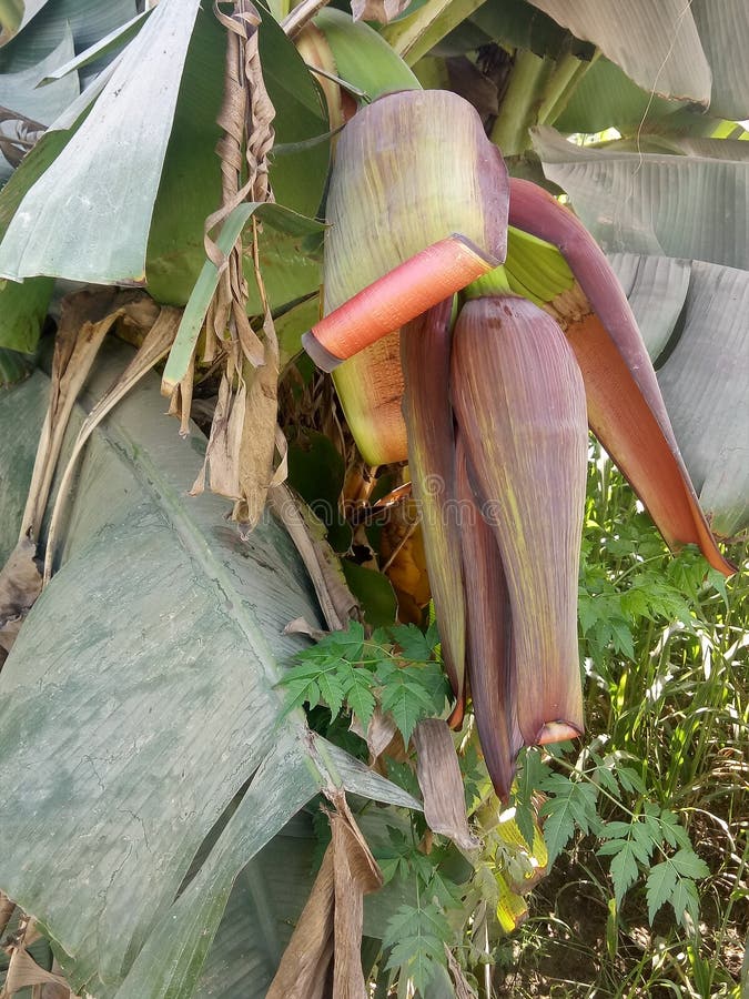 Banansidor kan användas som naturliga bladuppläggningsfat royaltyfria foton Banansidor kan användas som naturliga bladuppläggningsfat royaltyfria foton